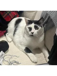 Cat (black & white) sitting