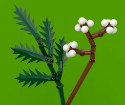Fern & Tallowberries