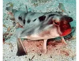 31088 Batfish