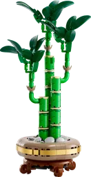 Lucky Bamboo