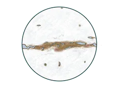 Cryonian Leviathan
