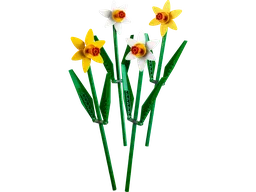 Daffodils