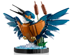 Kingfisher Bird