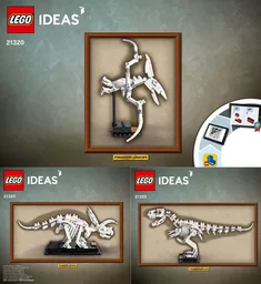 Dinosaur Fossils
