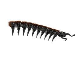 11 Centipede