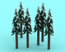 Tall Evergreen tree