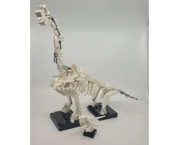 Brachiosaurus Display Skeleton