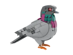 Feral Pigeon