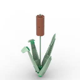 Bulrush 1 plant