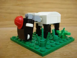 Sheep
