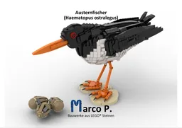 Austernfischer / oystercatcher