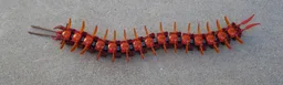 Centipede