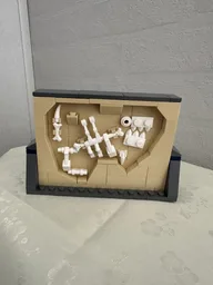 Fossil Wall Display