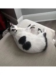 Cat (black & white) sitting