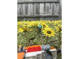 1: 52 Tarbosaurus