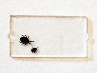 Lego Glass for Window 1 x 2 x 3 with 2 Black Insects Pattern (Sticker) - Set 75904