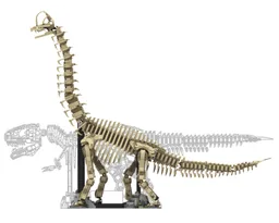 Brachiosaurus fossil
