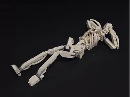Human skeleton