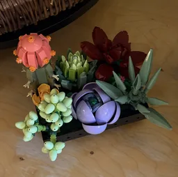 Potted Succulents