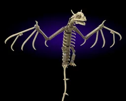 Wyvern fossil