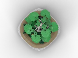 Bonsai - Silver Birch