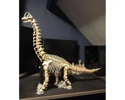 Brachiosaurus fossil