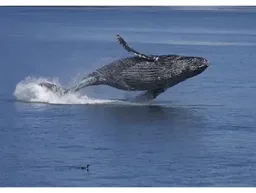 Humpback Whale