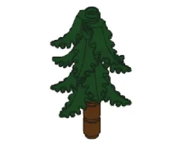 Conifer
