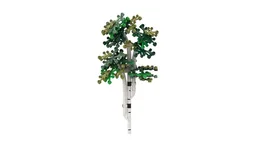Birch Tree