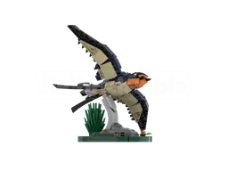 Barn Swallow