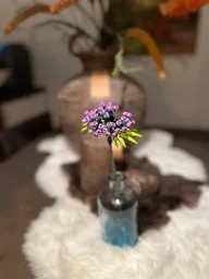 Purple Verbena
