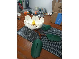 Magnolia Flower