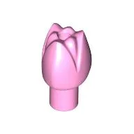 Plant, Flower, Tulip / Bright Pink