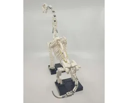 Brachiosaurus Display Skeleton