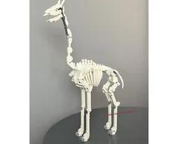 Giraffe skeleton