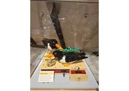 Austernfischer / oystercatcher