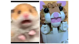 Surprised Hamster