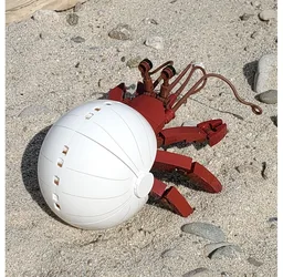 Hermit Crab