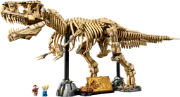 Dinosaur Fossils: Tyrannosaurus Rex