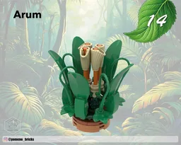 Arum