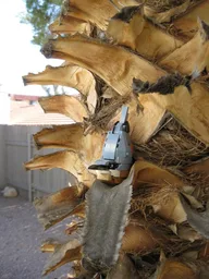 Nuthatch