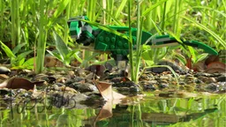 31058 Pycnonemosaurus nevesi