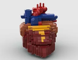 Heart Anatomy