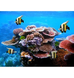 Moorish Idol Fish