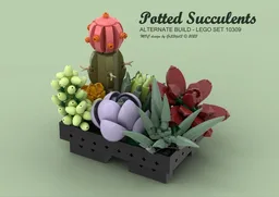 Potted Succulents