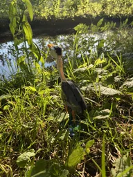 Heron