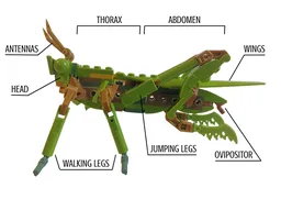 Grasshopper - Chinese Mantis 21342 alternate build