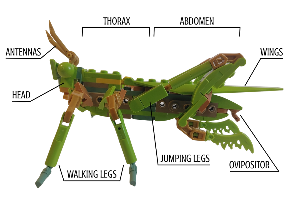 Lego Grasshopper - Chinese Mantis 21342 alternate build