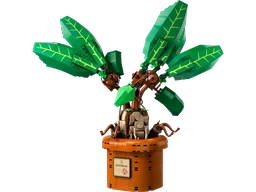Mandrake
