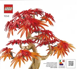 Japanese Maple Tree